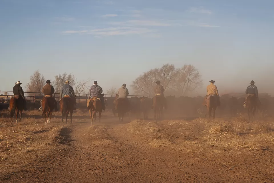 Cattle Ranch